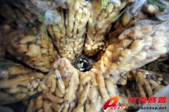 食品安全再受质疑:湖北宜昌4月16日凌晨查获1吨硫磺熏制毒生姜
